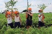 ７月５日(火)　人参掘り(さくら1組)