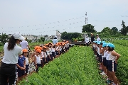 6月8日(木)人参掘り<さくら1組>